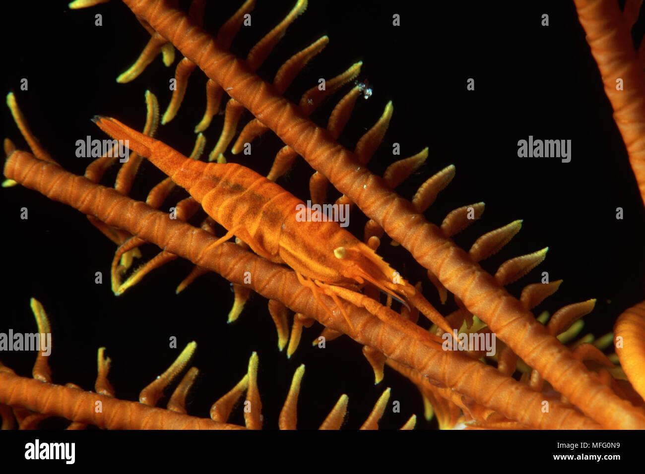 Crinoid's commensal shrimp, Periclimenes amboinensis, Walindi, West New Britain, Papua New Guinea, Pacific Ocean Stock Photo