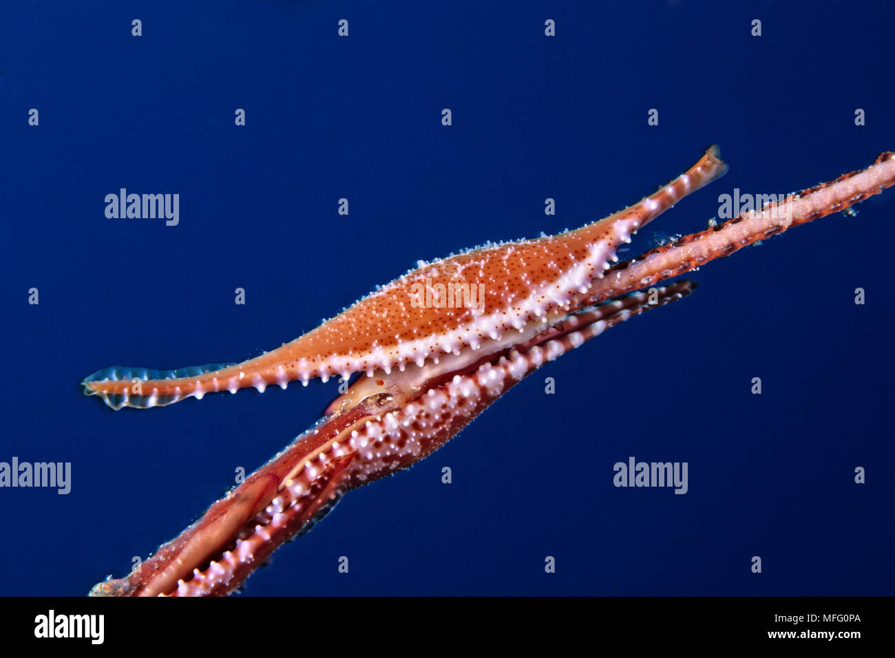 Allied cowry shell on coral, Phenacovolva birostris, Walindi, West New Britain, Papua New Guinea, Pacific Ocean Stock Photo