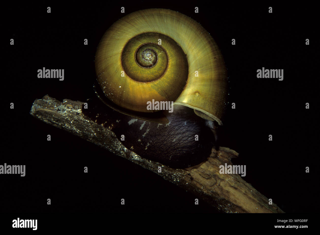 Apple snail, Pomacea sp. , Ginnie Spring, Florida, Unites States Stock Photo