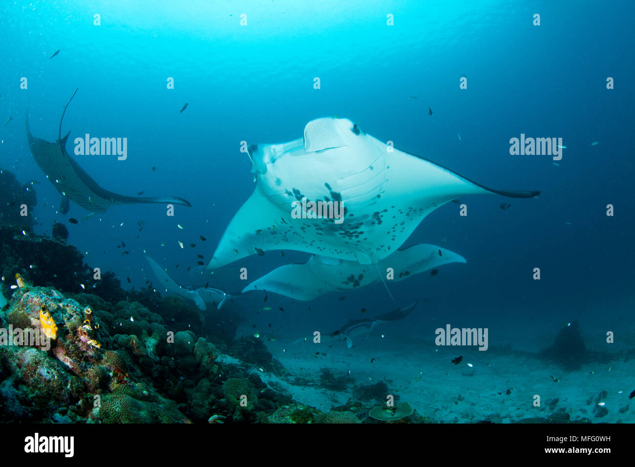 Several manta ray, manta birostris at Manta Sandy dive site, Raja Ampat, Irian Jaya, West Papua, Indonesia, Pacific Ocean Stock Photo