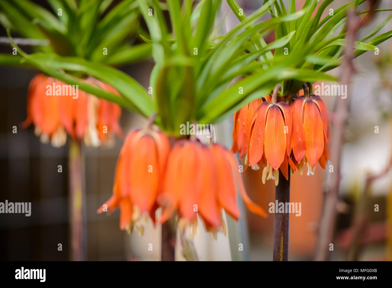close up of a Fritillaria flowers , blurry background Stock Photo