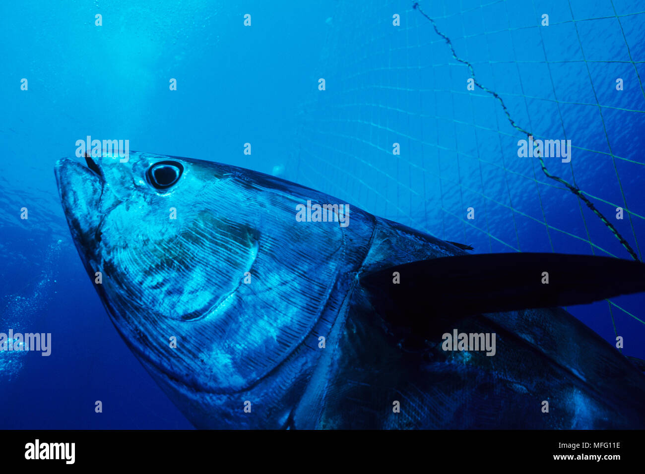 northern bluefin tuna, Thunnus  thynnus, Vulnerable (IUCN), inside the tuna pens, Carloforte, San Pietro Island, Sardinia, Italy, Tyrrhenian Sea, Medi Stock Photo
