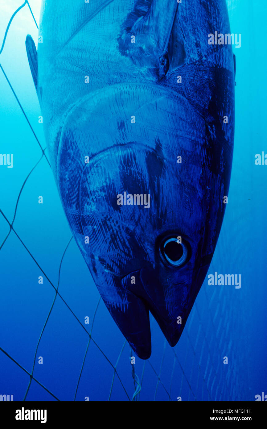 Dead northern bluefin tuna, Thunnus  thynnus, Vulnerable (IUCN), inside the tuna pens, Carloforte, San Pietro Island, Sardinia, Italy, Tyrrhenian Sea, Stock Photo