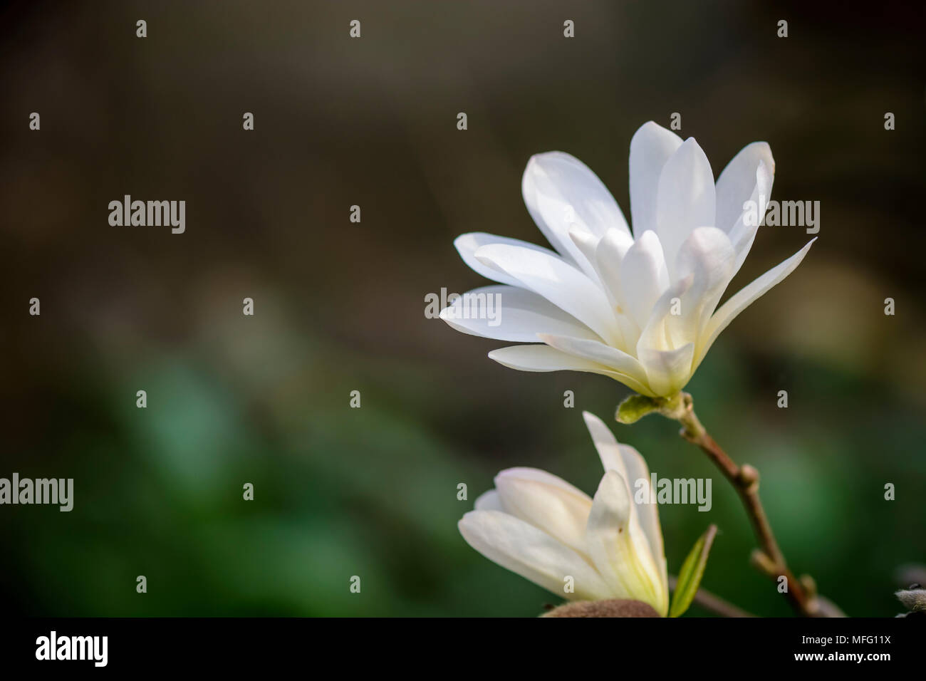 dwarf Magnolia flower against blurry background Stock Photo