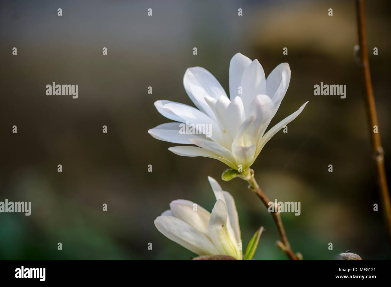 dwarf Magnolia flower against blurry background Stock Photo