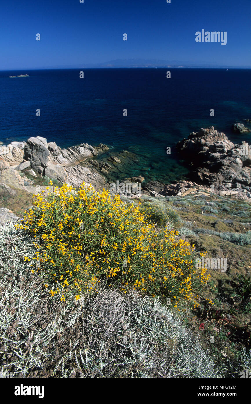 Spanish Broom, Spartium junceum or Genista juncea, panoramic view with Corsica Island in the backgroun in front of Santa Teresa, Santa Teresa, Sardini Stock Photo