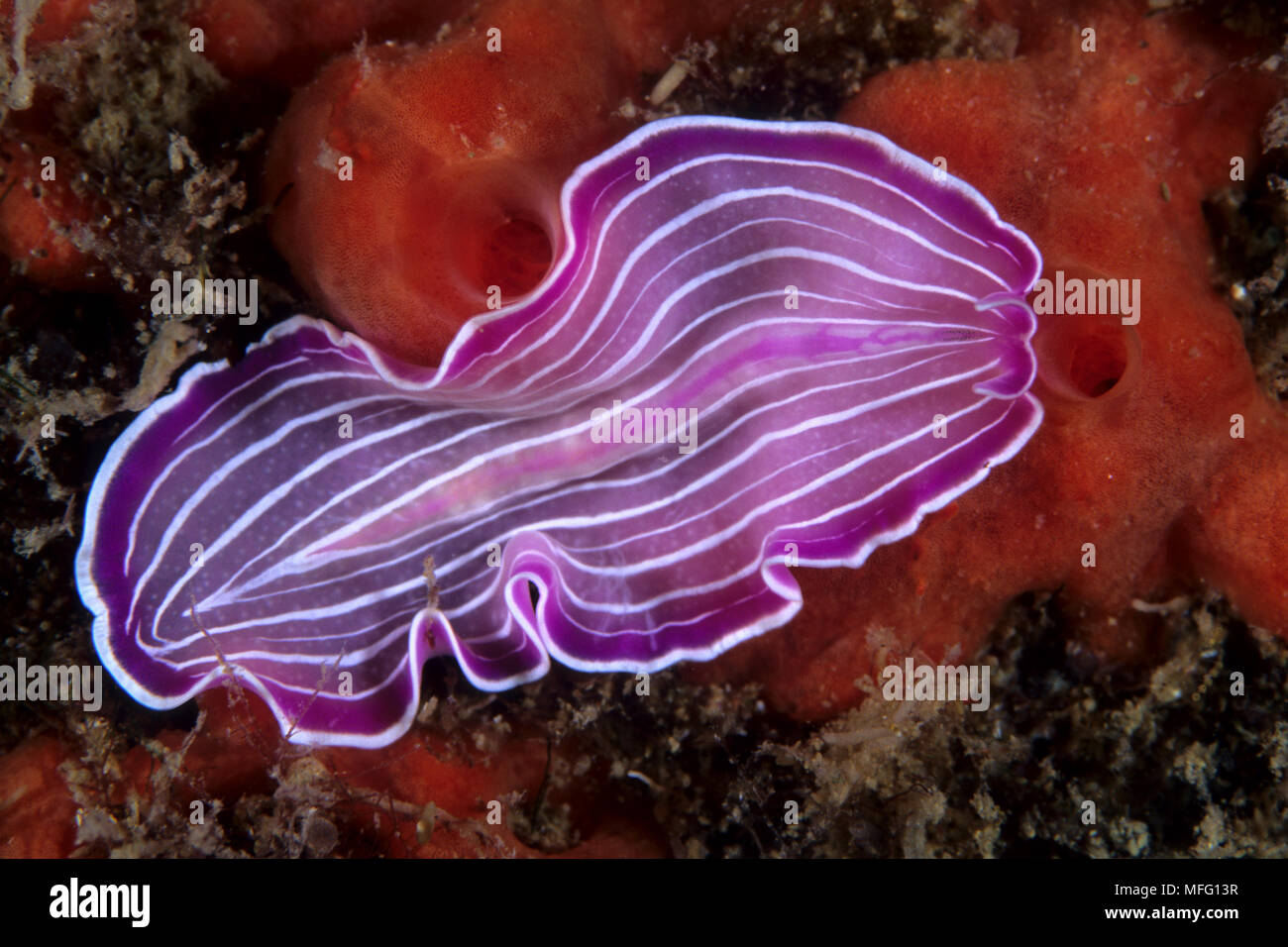 Pink planaris, Prostheceraeus Giesbrechtii, flatworm, Santa Teresa, Sardinia, Italy,  Tyrrhenian Sea, Mediterranean Stock Photo