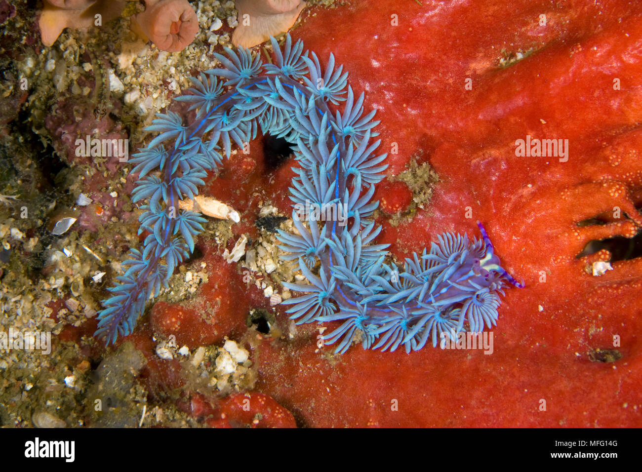 Nudibranch, Pteraeolidia ianthina, dive site: Killer cave, Farondi Island, Raja Ampat, Irian Jaya, West Papua, Indonesia, Pacific Ocean Stock Photo
