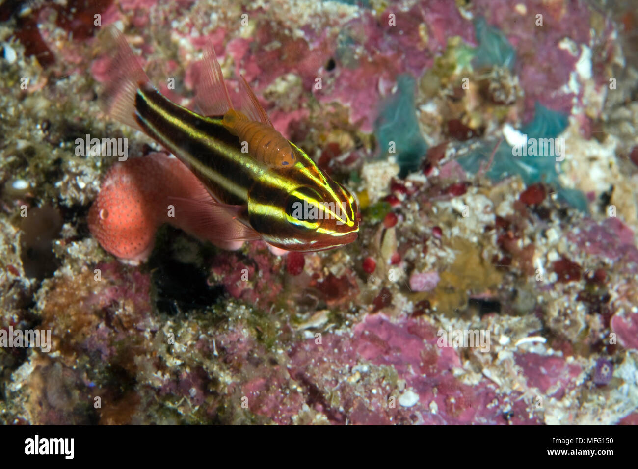 Blackstripe cardinalfish, Apogon nigrofasciatus with parasite, dive site: Window, Boo Island, Raja Ampat, Irian Jaya, West Papua, Indonesia, Pacific O Stock Photo