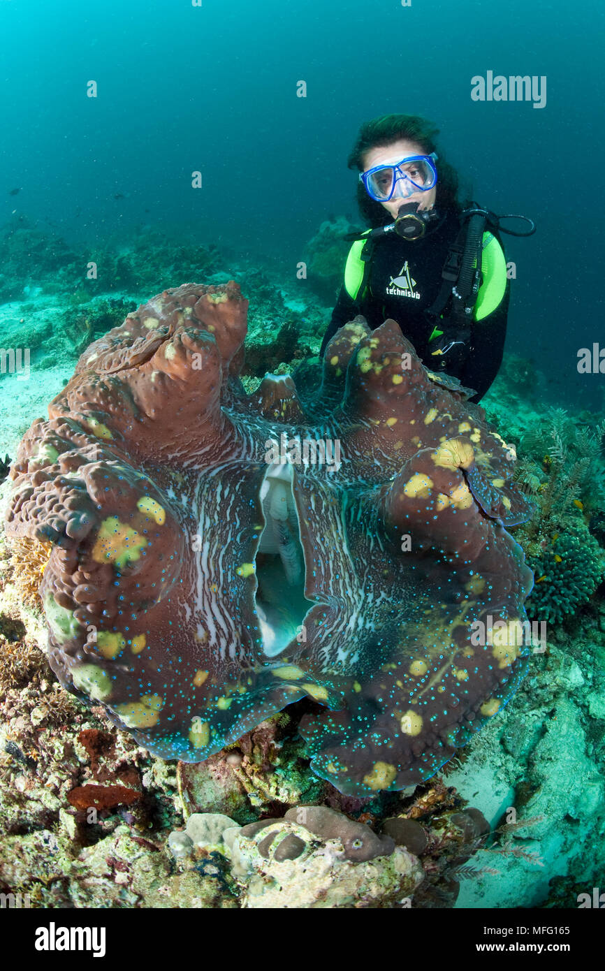 Scuba diver with giant clam, Tridacna gigas, Vulnerable (IUCN), Raja Ampat, Irian Jaya, West Papua, Indonesia, Pacific Ocean Stock Photo