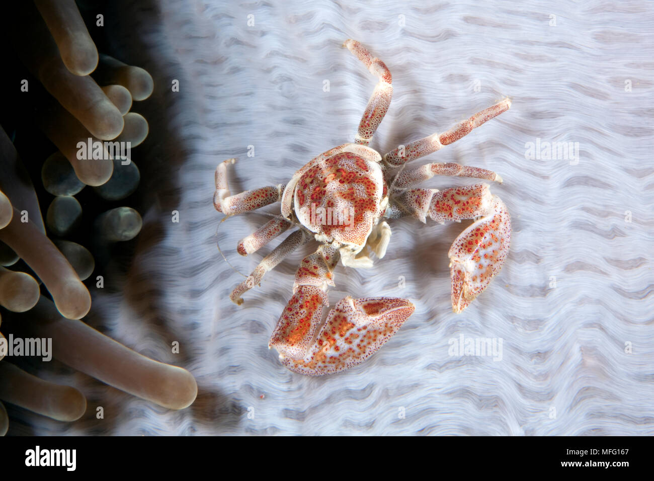 Spotted porcelain crab, Neopetrolisthes oshimai on sea anemone, dive site: Din ding warna banjak, Kervo island, Raja Ampat, Irian Jaya, West Papua, In Stock Photo