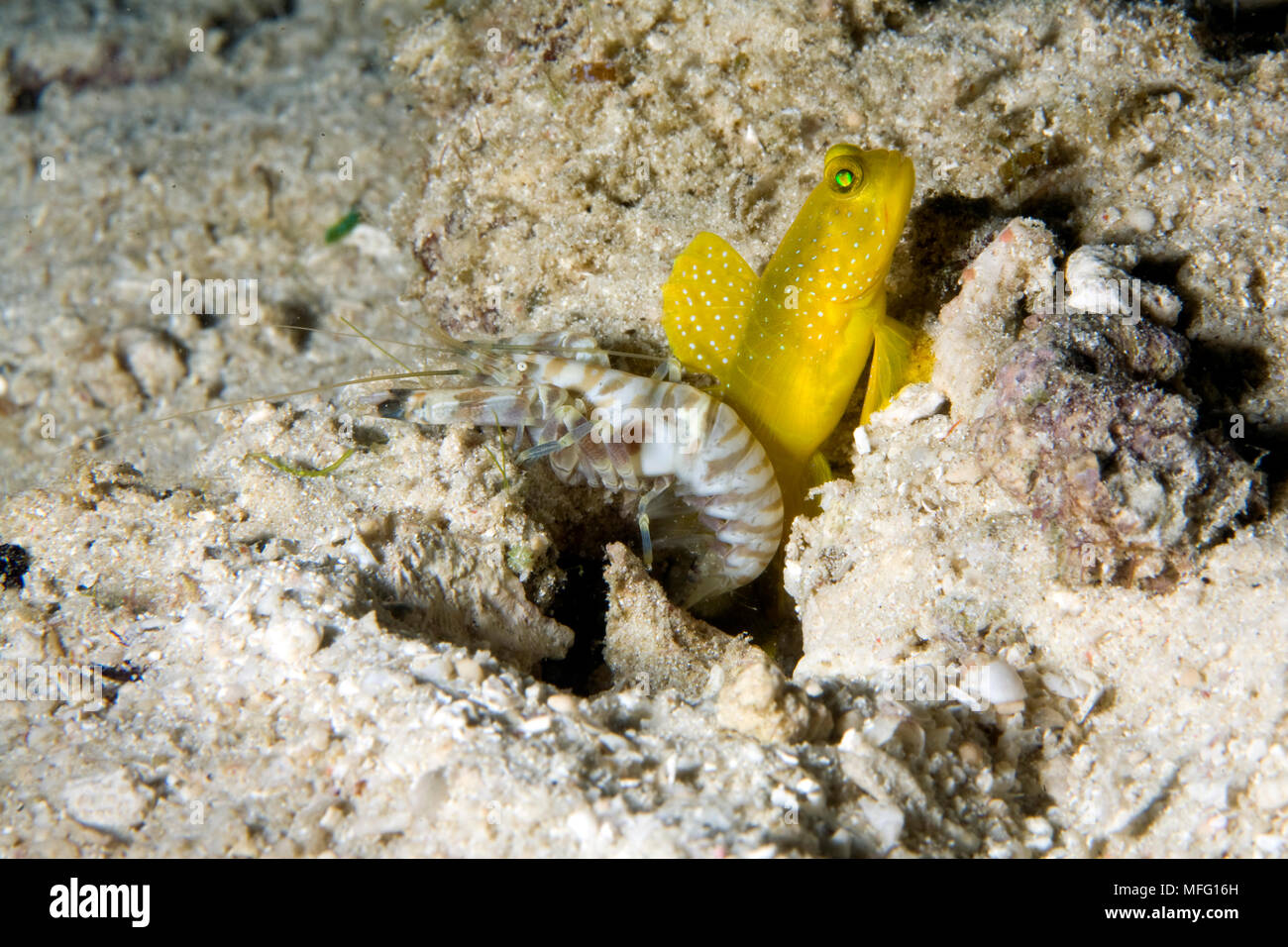Banded shrimpgoby, Cryptocentrus cinctus sharing burrow with Alpheus goby, dive site: Cendana Jetty, Waigeo island, Raja Ampat, Irian Jaya, West Papua Stock Photo