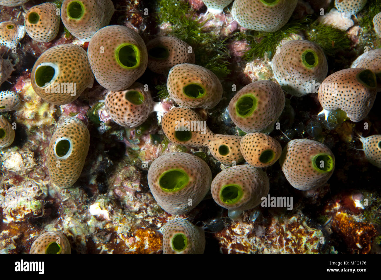 Ascidian colony, Atriolum robustum, Raja Ampat, Irian Jaya, West Papua, Indonesia, Pacific Ocean Stock Photo