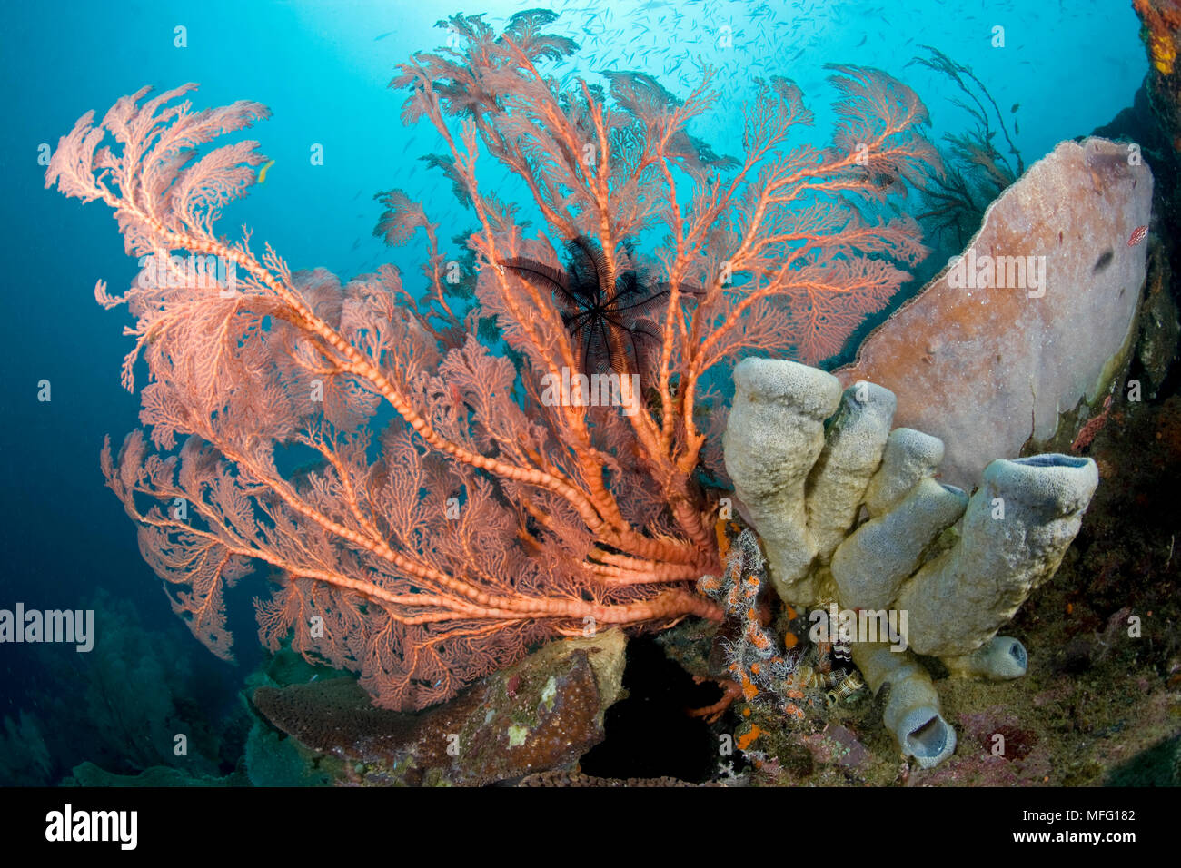 Large sea fan, Melithaea sp. and tube sponge, Cribrochalina sp. , dive site: Fiabajet delight, Fiabajet Island, Raja Ampat, Irian Jaya, West Papua, In Stock Photo