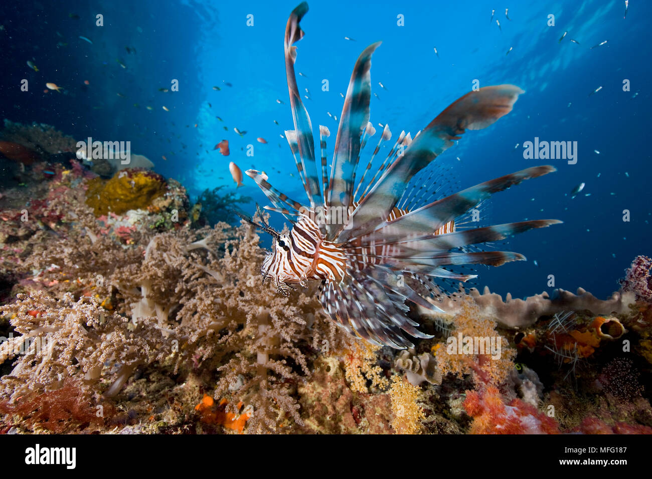 Lionfish, Pterois volitans, dive site: Kaleidoscope Point, Pelee Island, Raja Ampat, Irian Jaya, West Papua, Indonesia, Pacific Ocean Stock Photo