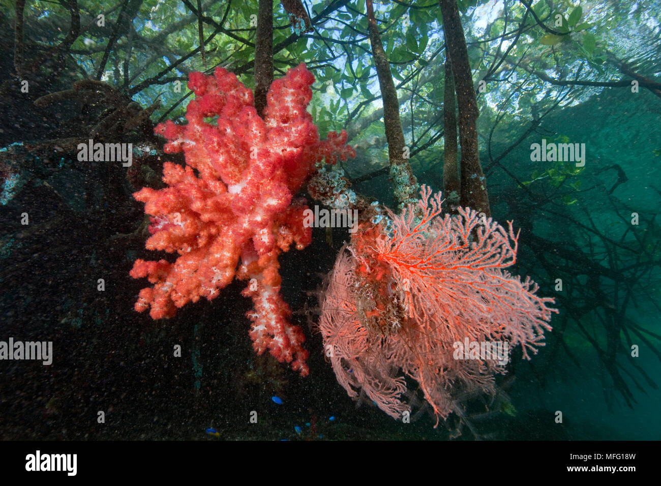 Soft coral, Dendronephthya sp. and Sea fan, Acabaria sp. on mangrove, dive site: exploratory dive, Blue water mangrove, Raja Ampat, Irian Jaya, West P Stock Photo