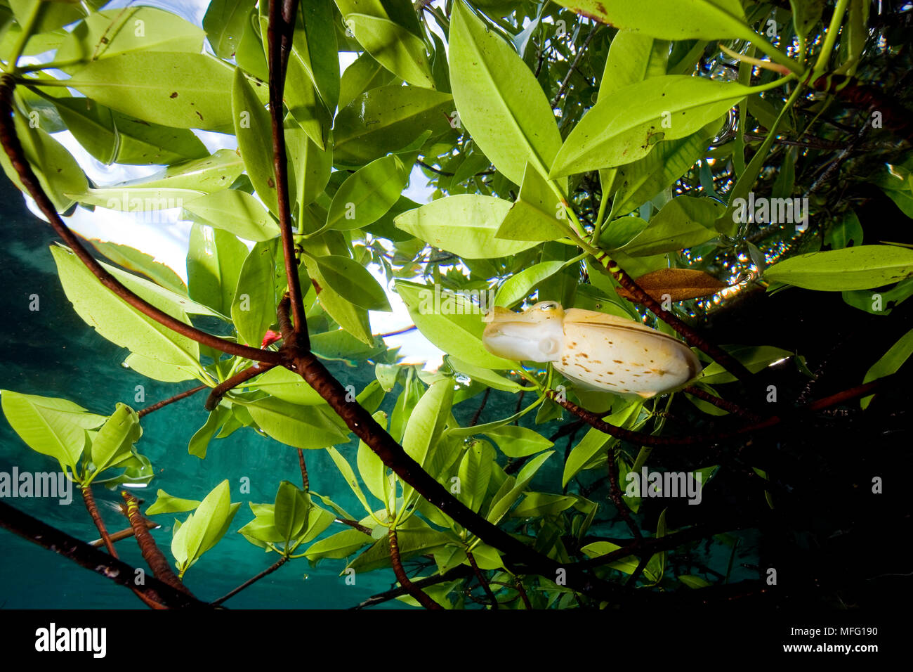 Broadclub cuttlefish, Sepia latimanus on the surface between mangrove's leaves, dive site: exploratory dive, Blue water mangrove, Raja Ampat, Irian Ja Stock Photo
