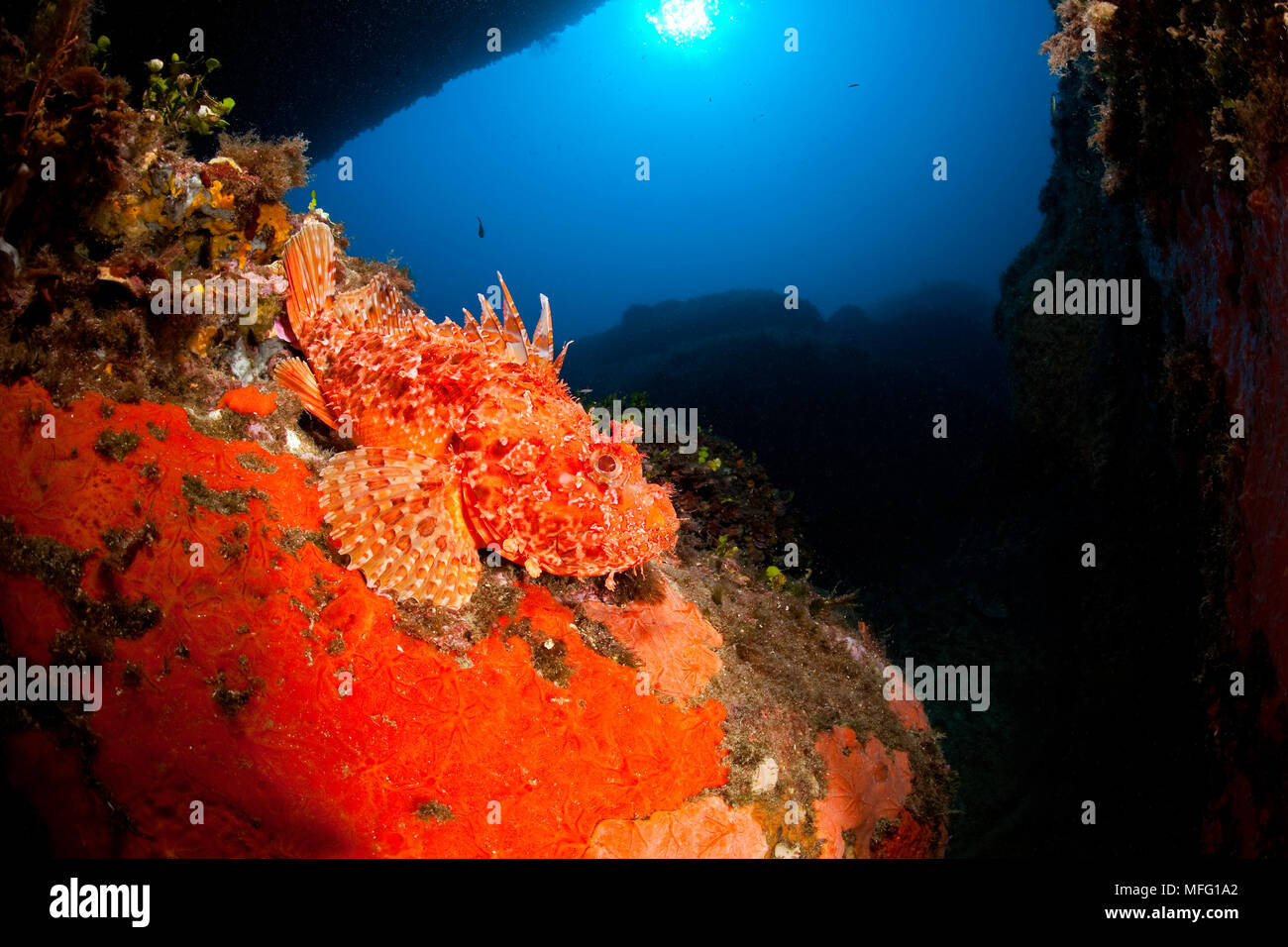 Scorpionfish, Scorpaena scrofa, Santa Teresa, Sardinia, Italy, Tyrrhenian Sea, Mediterranean Stock Photo