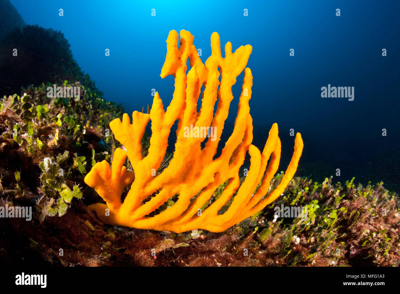 Yellow sponge, Axinella cannabina, Santa Teresa, Sardinia, Italy, Tyrrhenian Sea, Mediterranean Stock Photo
