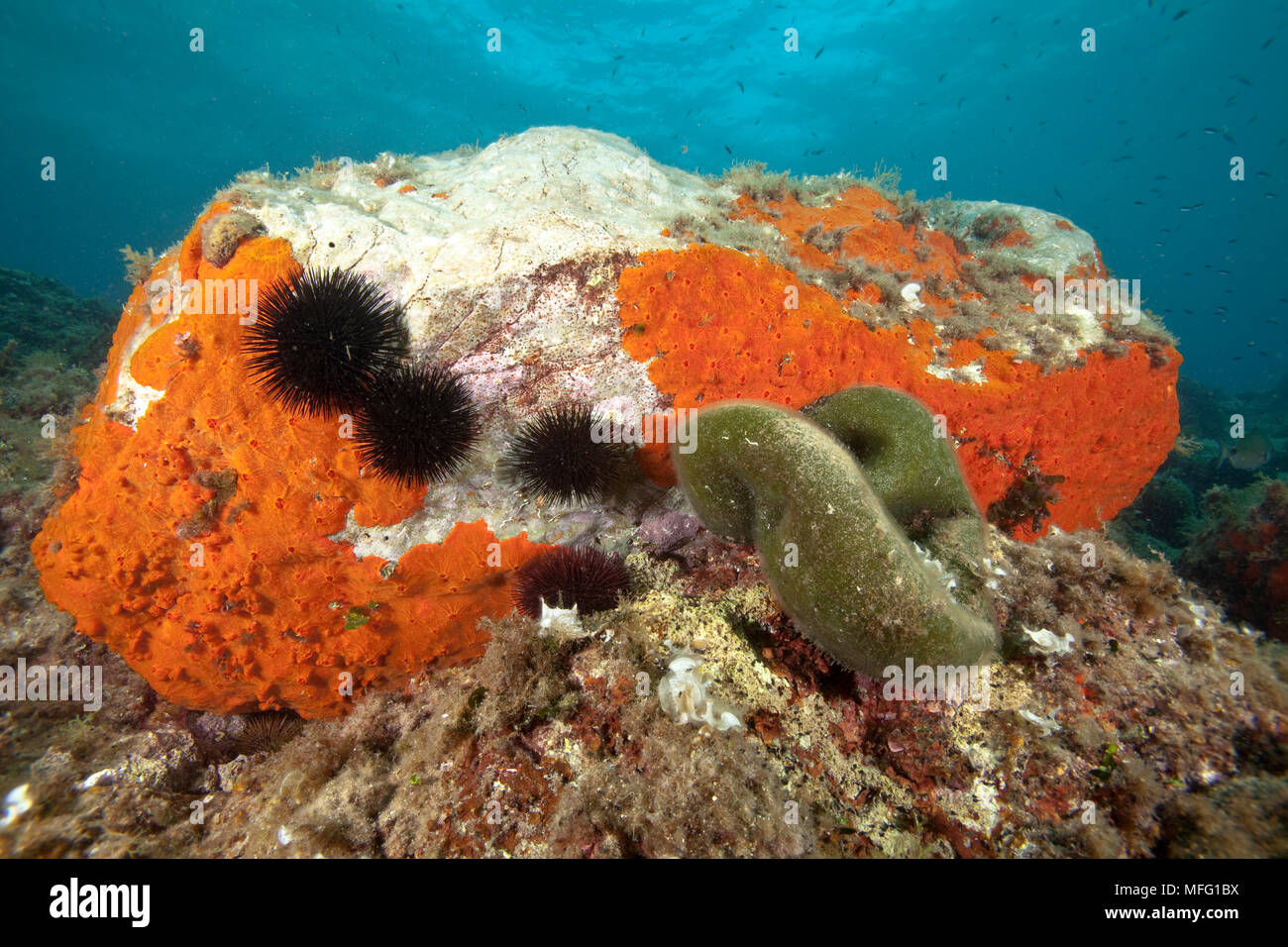Rock covered with encrusting sponge (Spirastrella cunctatrix) and sea urchin (Arbacia lixula) and Green ball (Codium bursa) Larvotto Marine Reserve, M Stock Photo