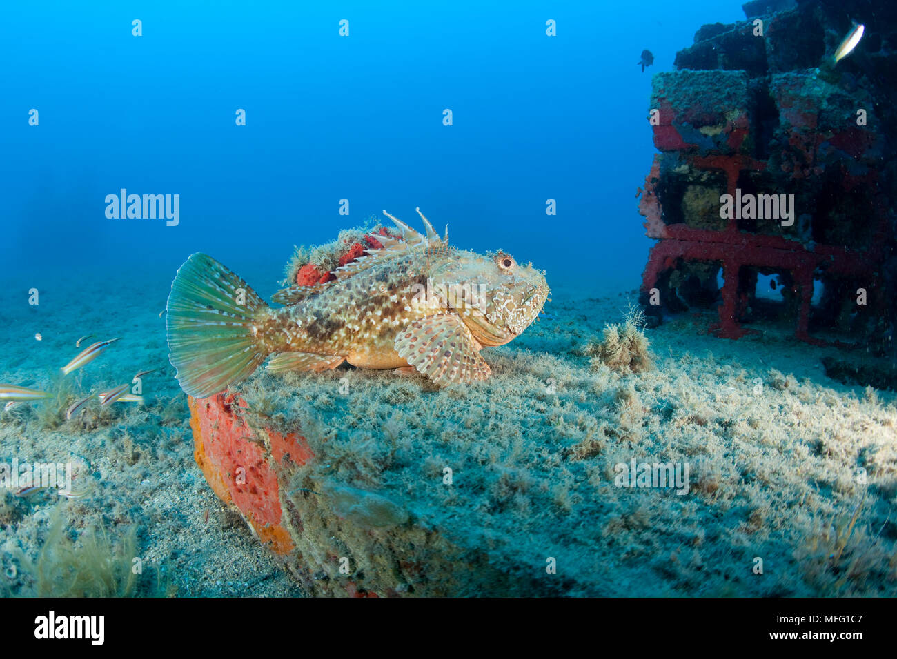 Red scorpionfish (Scorpaena scrofa) lying on the artificial reef, Larvotto Marine Reserve, Monaco, Mediterranean Sea  Mission: Larvotto marine Reserve Stock Photo