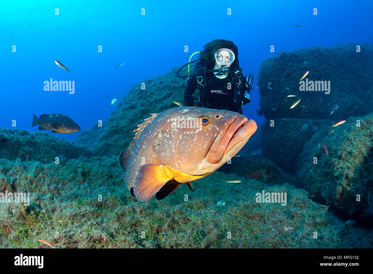 Scuba diver and Dusky grouper, Ephinepelus marginatus, Endangered (IUCN), Santa Teresa, Sardinia, Italy, Tyrrhenian Sea, Mediterranean Stock Photo