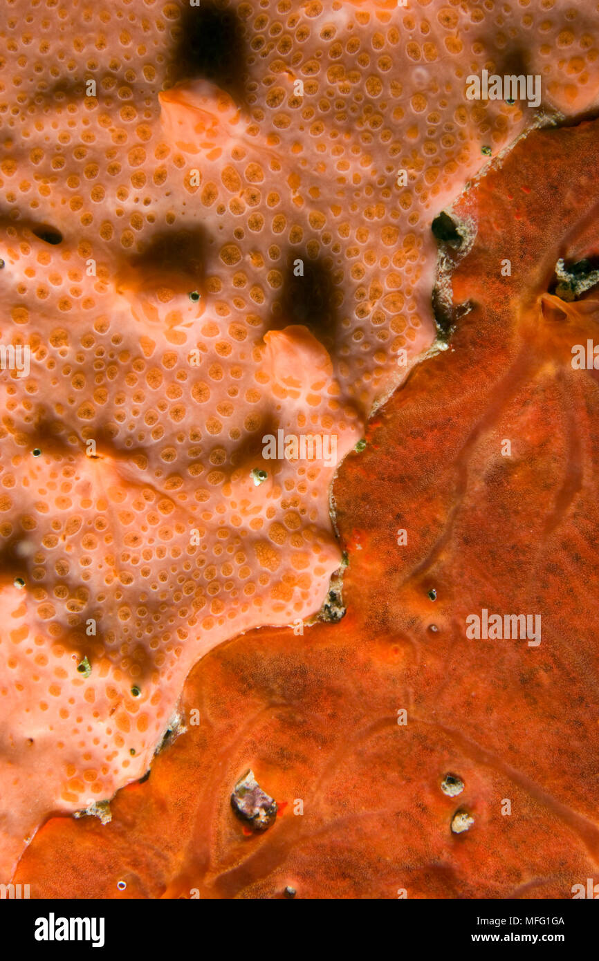 Detail of rock covered with encrusting sponge (Spirastrella cunctatrix) and (Phorbas tenacior) Larvotto Marine Reserve, Monaco, Mediterranean Sea  Mis Stock Photo