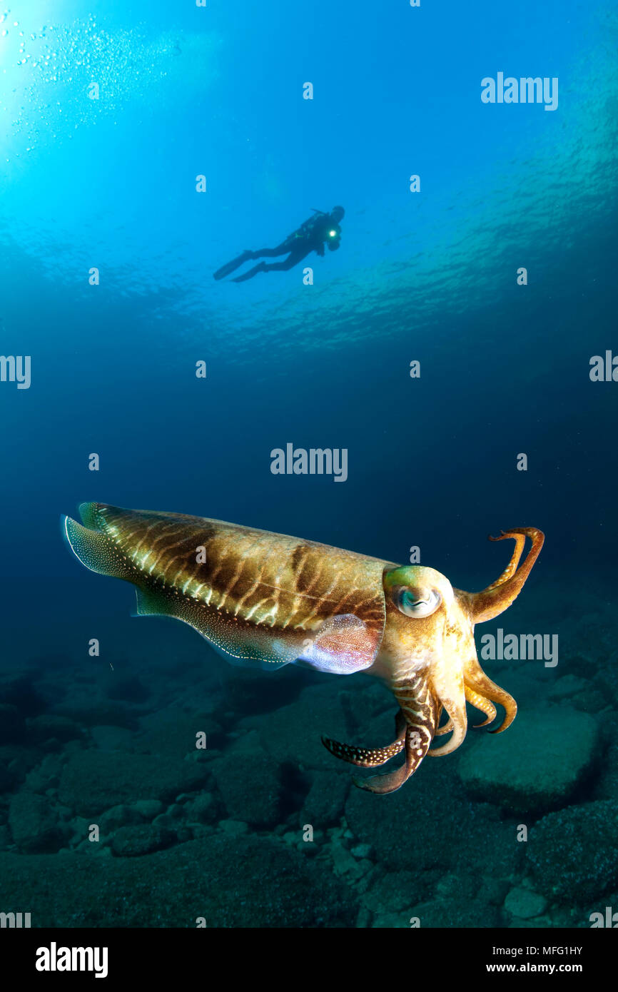 Scuba diver and Common Cuttlefish, Sepia officinalis, The Cave dive site, Vis Island, Croatia, Adriatic Sea, Mediterranean Stock Photo
