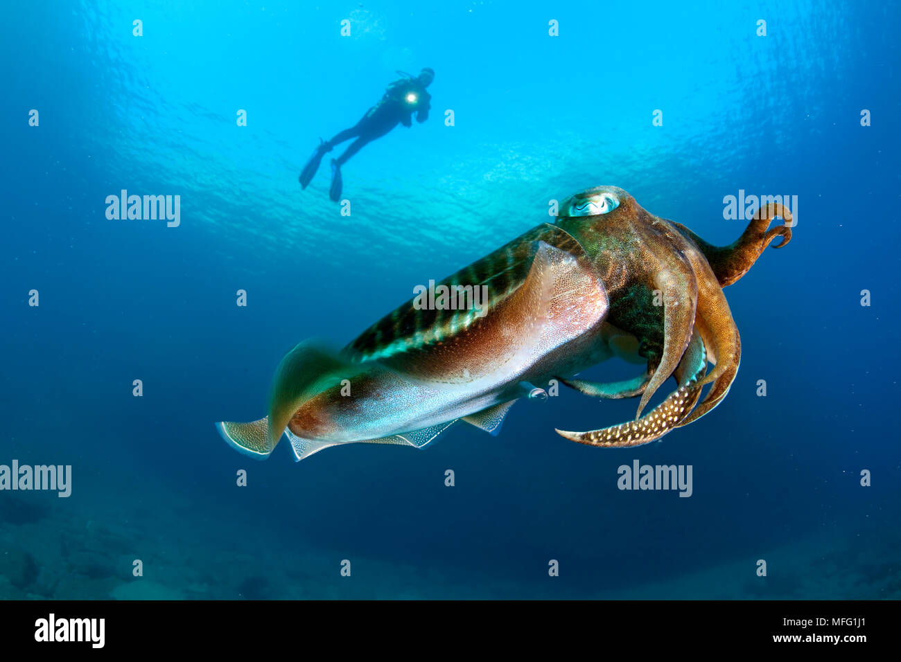 Scuba diver and Common Cuttlefish, Sepia officinalis, The Cave dive ...