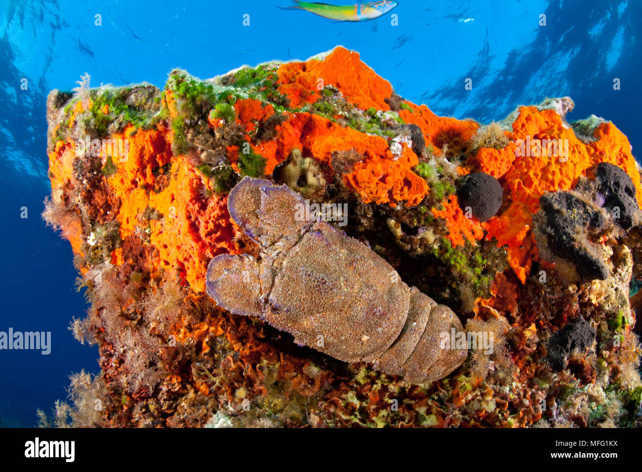 Mediterranean slipper lobster, Scyllarides latus on rock covered with encrustating red sponge, Spirastrella cunctatrix,  Stupiste In dive site, Vis Is Stock Photo