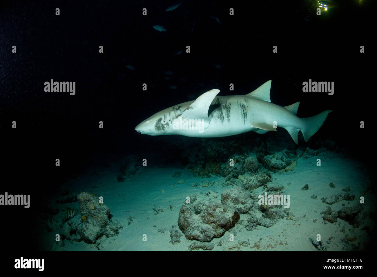 Nurse shark, Ginglymostoma cirratum, Maldives, Indian Ocean Stock Photo