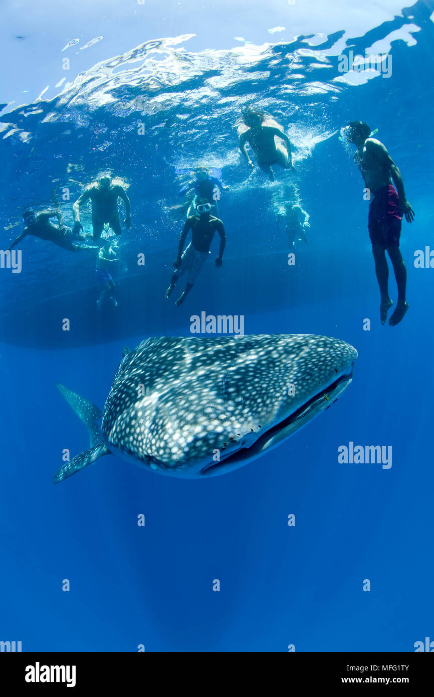 Snorkelers swimming with whale shark, Rhincodon typus, Vulnerable  (IUCN), Maldives, Indian Ocean Stock Photo