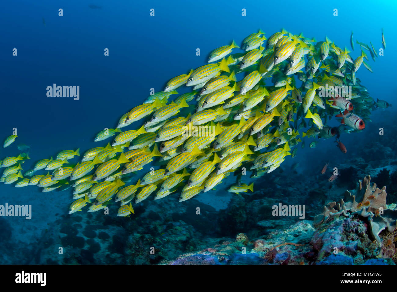 Scuba diver with shoal of Five-line snapper, Lutjanus quinquellineatus, Maldives, Indian Ocean Stock Photo
