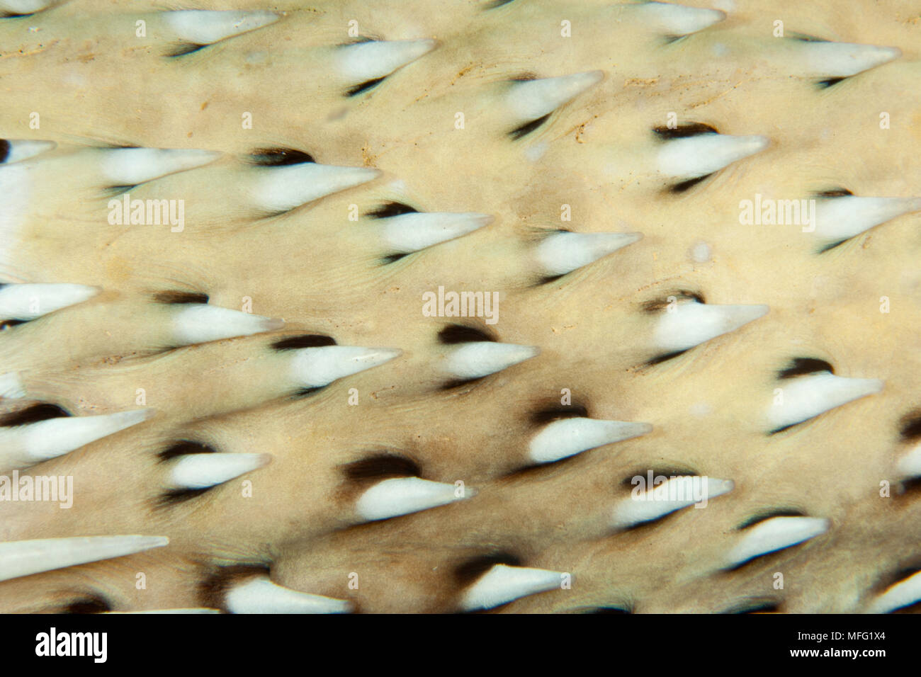 Detail of Black-blotched porcupinefish, Diodon liturosus, Maldives, Indian Ocean Stock Photo