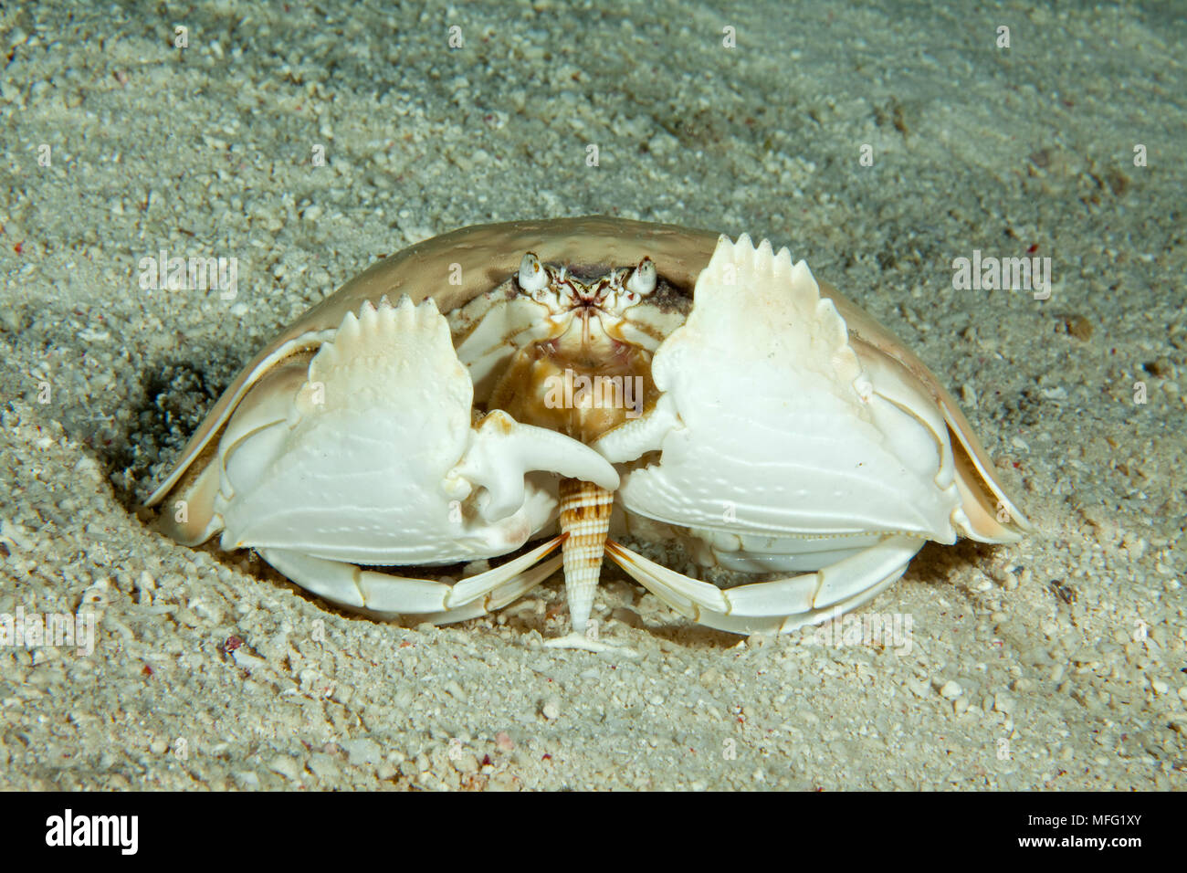 Giant box crab, Calappa calappa eating a shell, Tubbataha Natural Park, Natural World Heritage Site,  Sulu Sea, Cagayancillo, Palawan, Philippines Stock Photo