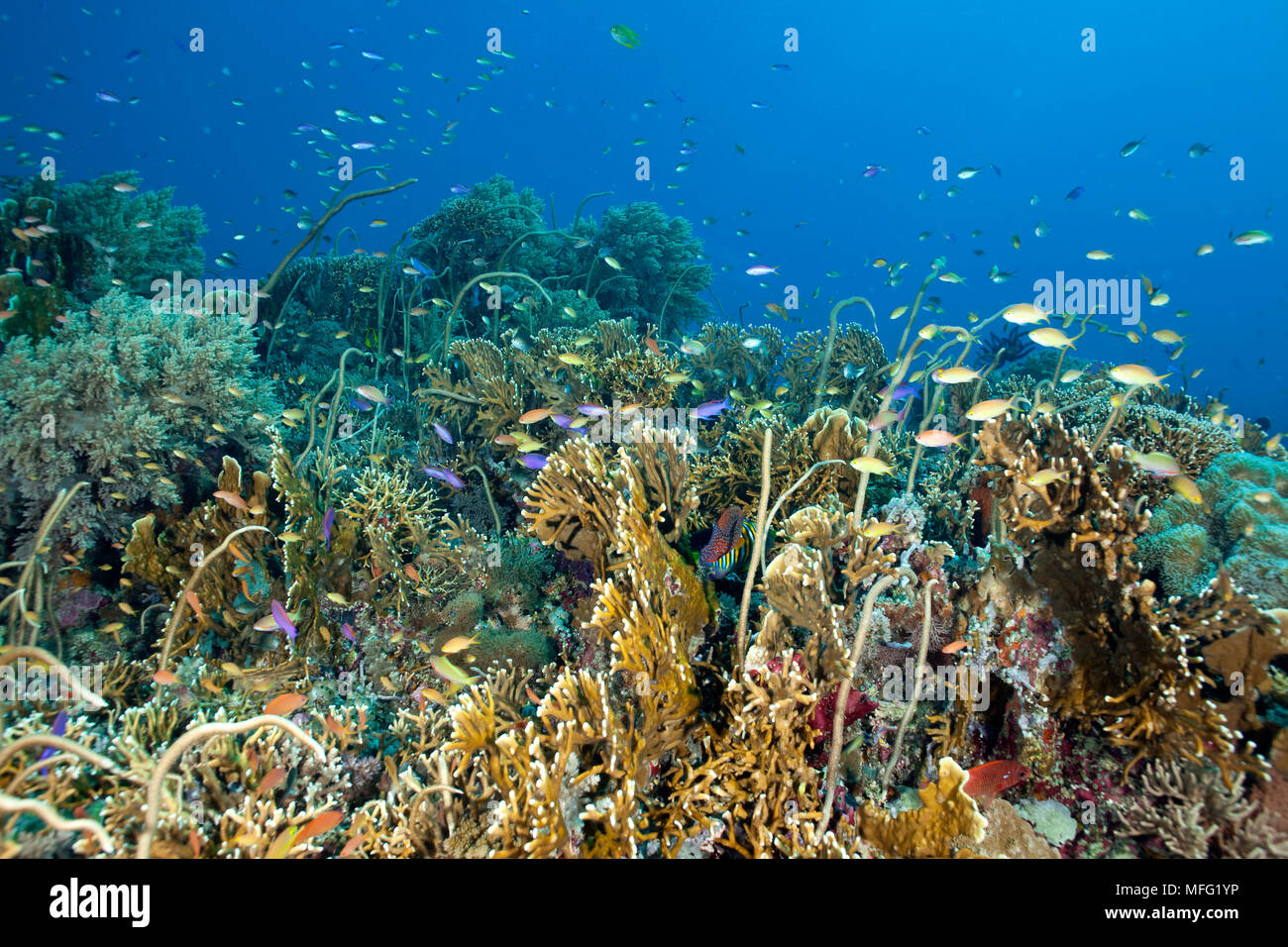 Reef covered with fire coral, Millepora and sea whips, Tubbataha Natural Park, Natural World Heritage Site,  Sulu Sea, Cagayancillo, Palawan, Philippi Stock Photo