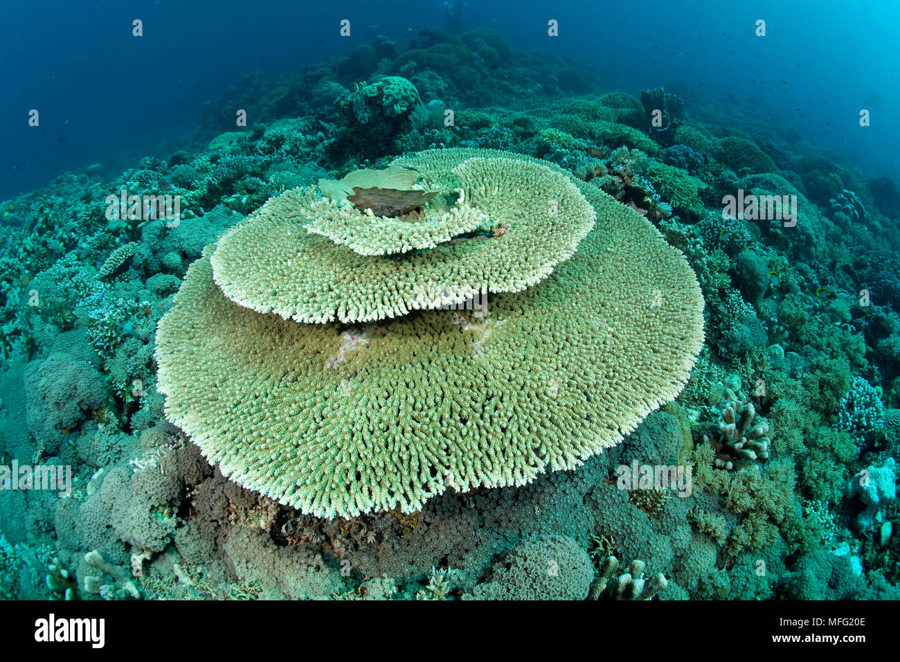 Reef covered with hard coral, Acropora hyacinthus, Tubbataha Natural Park, Natural World Heritage Site,  Sulu Sea, Cagayancillo, Palawan, Philippines Stock Photo