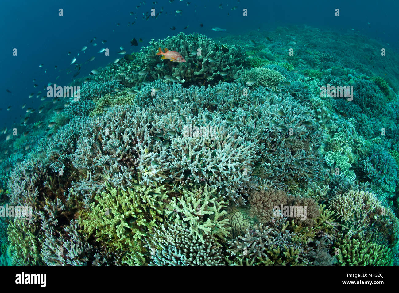 Coral reef with different hard corals species, Acropora sp., Tubbataha Natural Park, Natural World Heritage Site,  Sulu Sea, Cagayancillo, Palawan, Ph Stock Photo