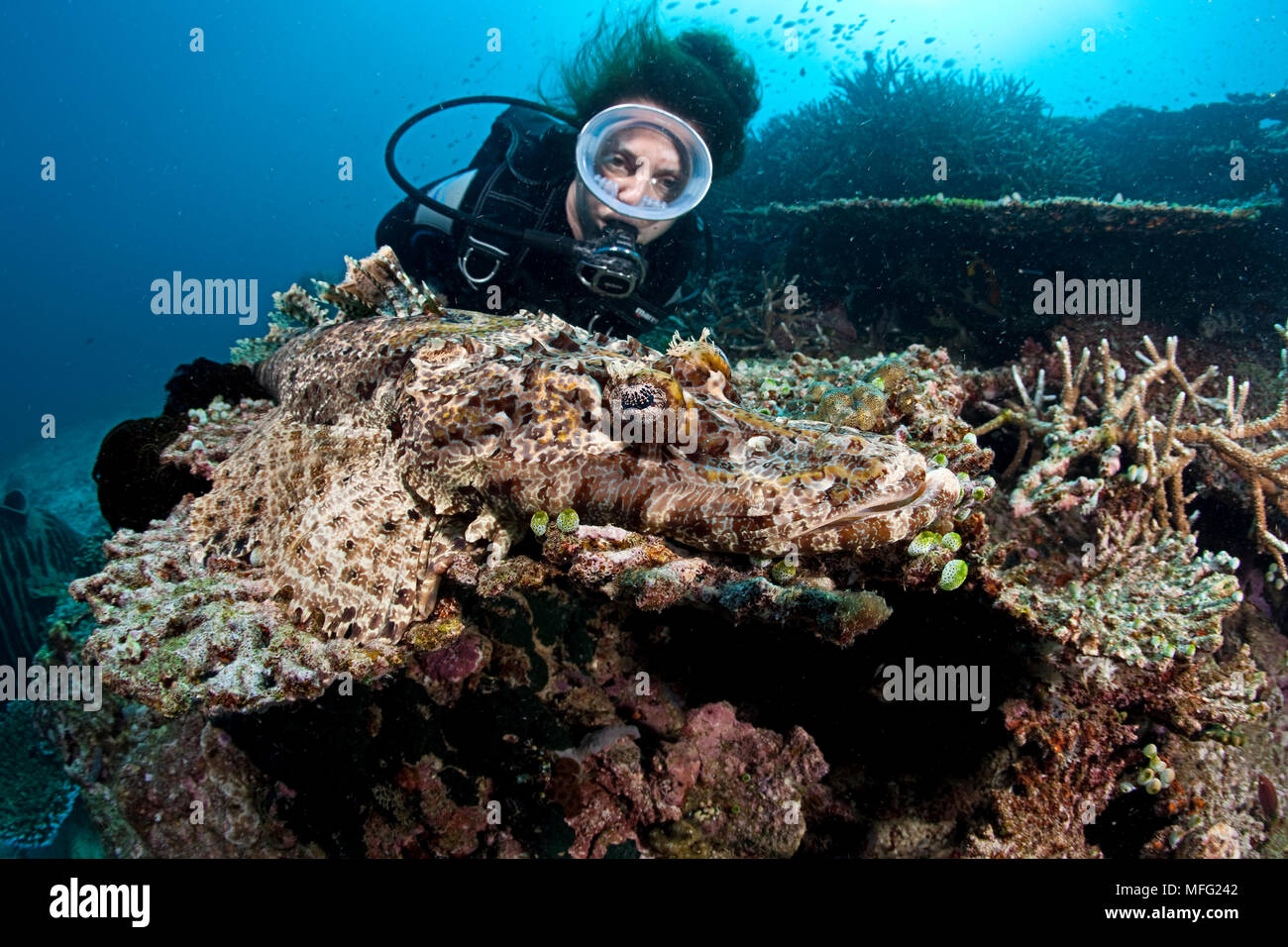 Scuba diver and crocodile fish, Cymbacephalus beauforti, Halmahera, Moluccas Sea, Indonesia, Pacific Ocean Stock Photo