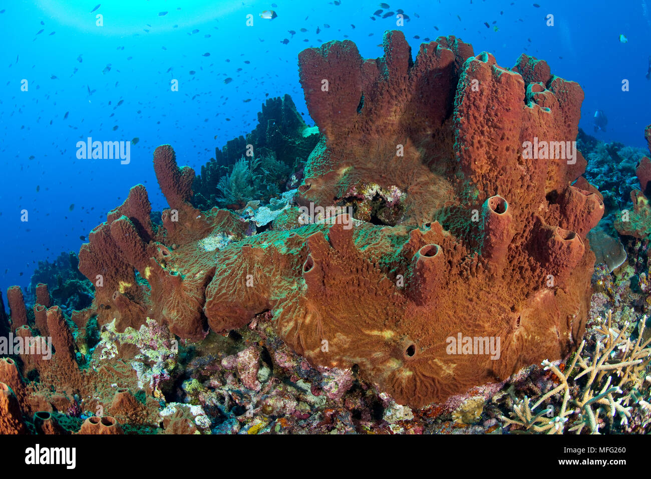 Ligament sponge, Diacarnus spinipoculum, Halmahera, Moluccas Sea, Indonesia, Pacific Ocean Stock Photo