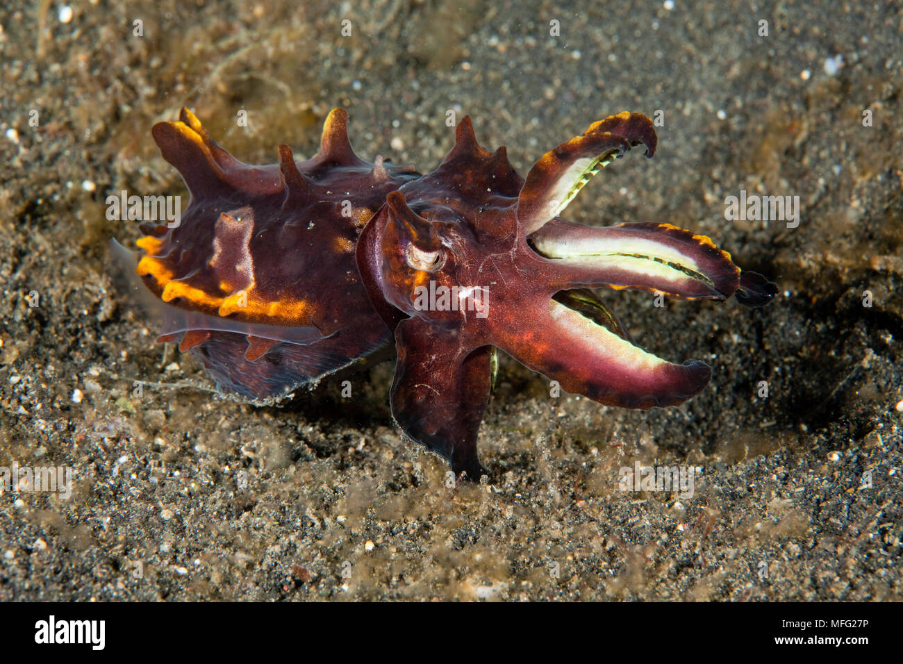 Flamboyant cuttlefish, Metasepia pfefferi, Lembeh Strait, North Sulawesi, Indonesia, Pacific Ocean Stock Photo