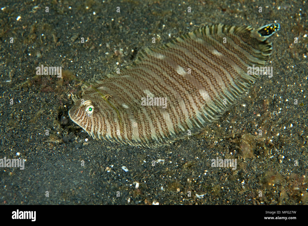 Spotted-Tail sole, Zebrias fasciatus, Lembeh Strait, North Sulawesi, Indonesia, Pacific Ocean Stock Photo