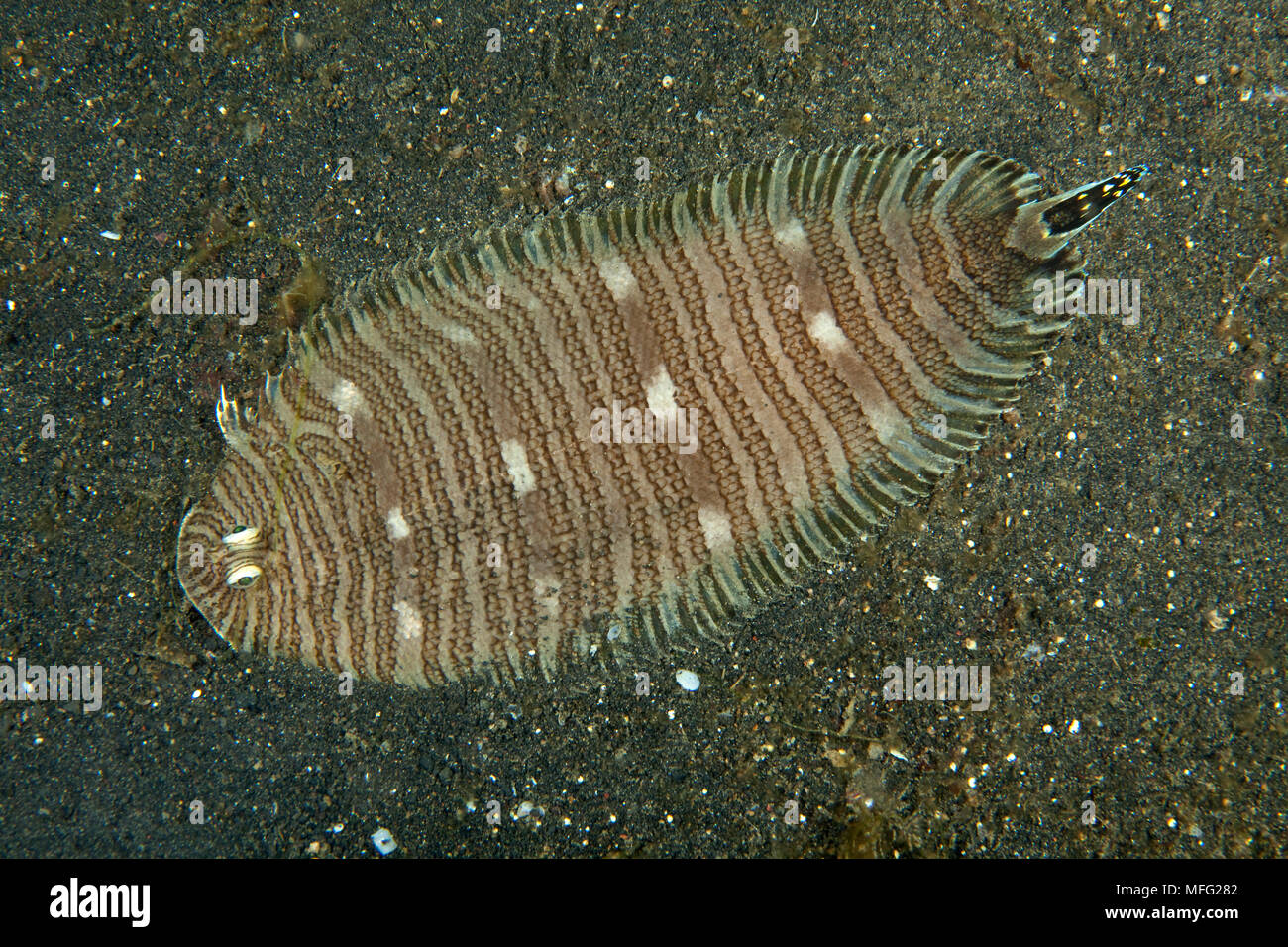 Spotted-Tail sole, Zebrias fasciatus, Lembeh Strait, North Sulawesi, Indonesia, Pacific Ocean Stock Photo