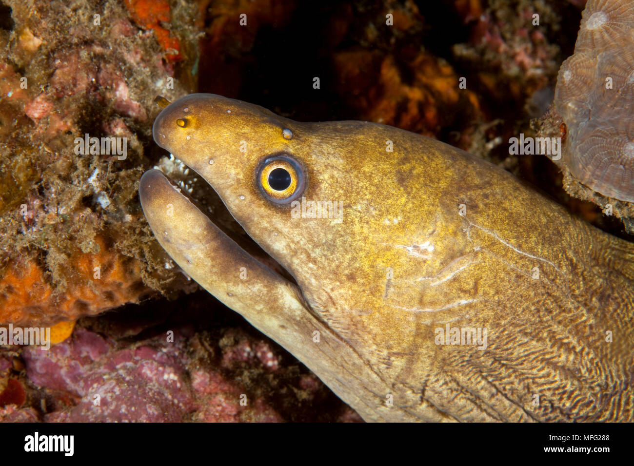 Palechin moray, Gymnothorax herrei, Lembeh Strait, North Sulawesi