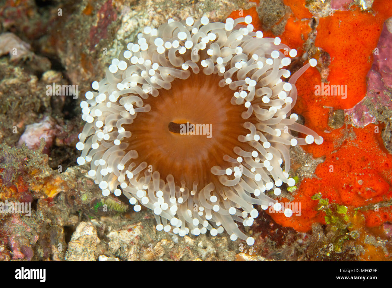 Distinctive anemone  Corallimorpharia, Pseudocorynactis sp. , Lembeh Strait, North Sulawesi, Indonesia, Pacific Ocean Stock Photo