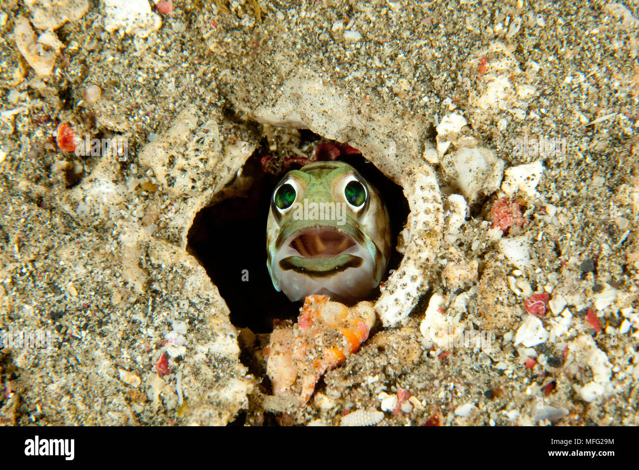 Jawfish, Opistognathus sp. , appeared at his den, Lembeh Strait, North Sulawesi, Indonesia, Pacific Ocean Stock Photo
