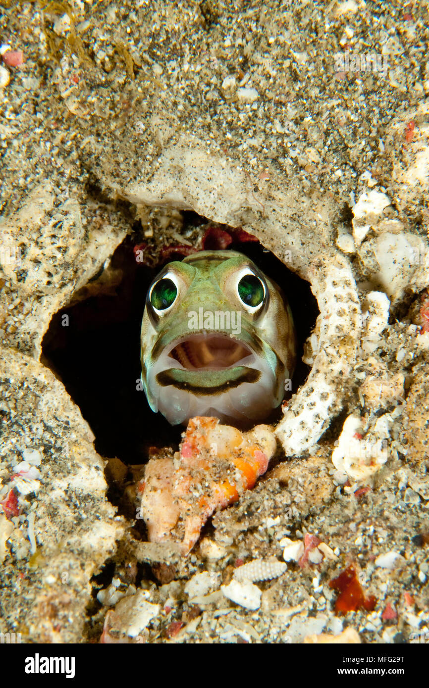 Jawfish, Opistognathus sp. , appeared at his den, Lembeh Strait, North Sulawesi, Indonesia, Pacific Ocean Stock Photo