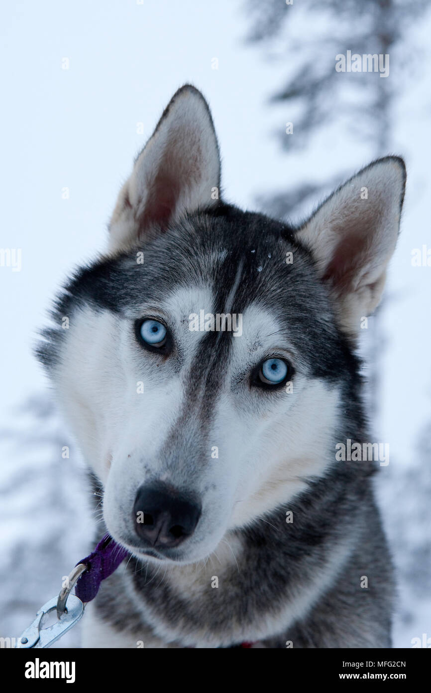 Siberian Husky used for sled dogs inside Riisitunturi national park, Lapland, Finland Stock Photo