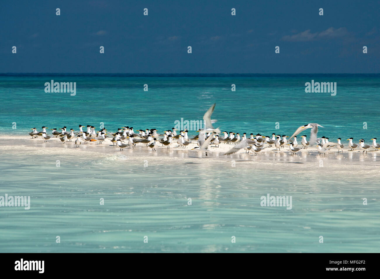 Greater Crested Tern, Crested Tern or Swift Tern, Thalasseus bergii on a strip of sand, Tubbataha Natural Park, Natural World Heritage Site,  Sulu Sea Stock Photo