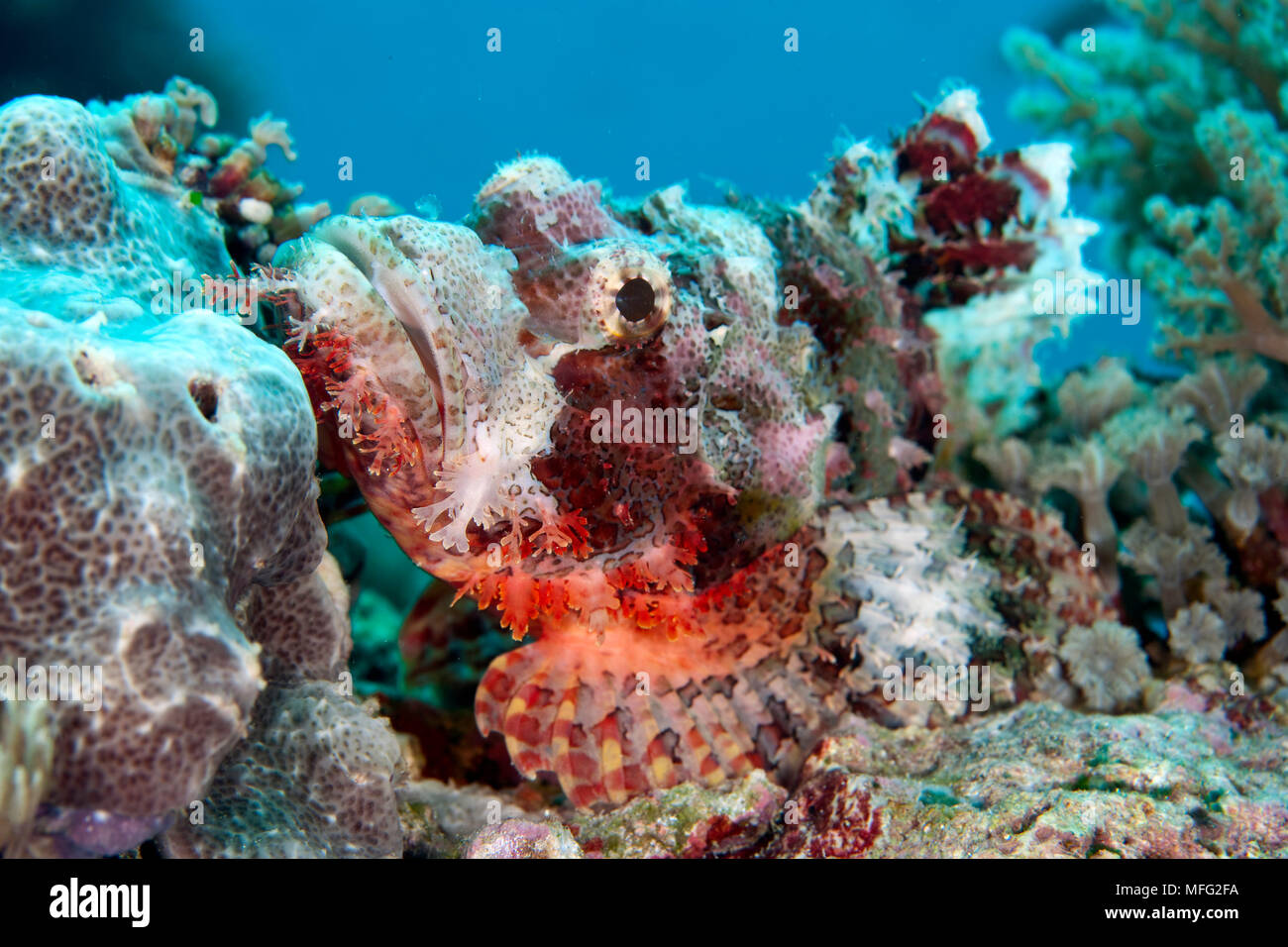 Scorpionfish, Scorpaenopsis oxycephalus, Tubbataha Natural Park, Natural World Heritage Site,  Sulu Sea, Cagayancillo, Palawan, Philippines Stock Photo